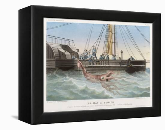 Calmar de Bouyer Giant Squid Caught by the French Vessel "Alecto" off Tenerife Canary Islands-E. Rodolphe-Framed Stretched Canvas