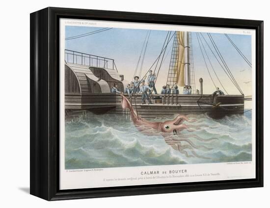 Calmar de Bouyer Giant Squid Caught by the French Vessel "Alecto" off Tenerife Canary Islands-E. Rodolphe-Framed Stretched Canvas