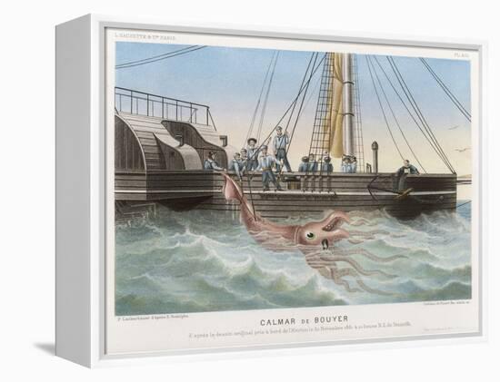 Calmar de Bouyer Giant Squid Caught by the French Vessel "Alecto" off Tenerife Canary Islands-E. Rodolphe-Framed Stretched Canvas