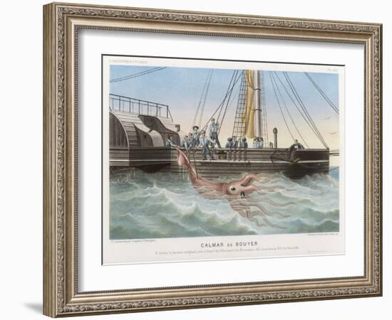 Calmar de Bouyer Giant Squid Caught by the French Vessel "Alecto" off Tenerife Canary Islands-E. Rodolphe-Framed Art Print