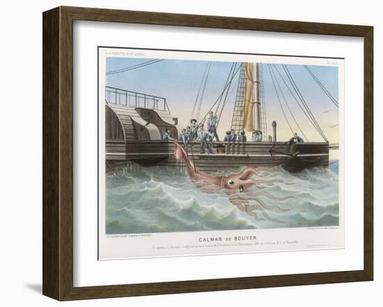 Calmar de Bouyer Giant Squid Caught by the French Vessel "Alecto" off Tenerife Canary Islands-E. Rodolphe-Framed Art Print