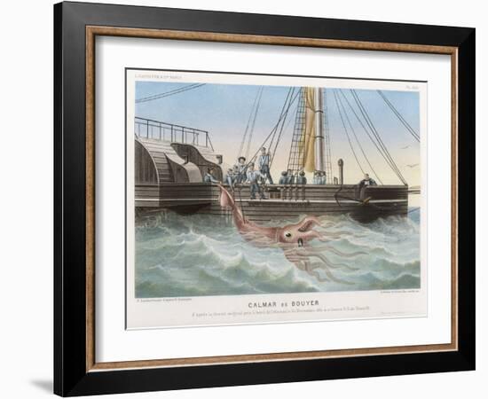 Calmar de Bouyer Giant Squid Caught by the French Vessel "Alecto" off Tenerife Canary Islands-E. Rodolphe-Framed Art Print