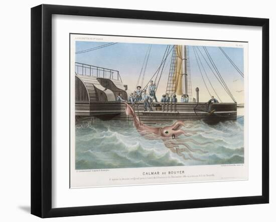 Calmar de Bouyer Giant Squid Caught by the French Vessel "Alecto" off Tenerife Canary Islands-E. Rodolphe-Framed Art Print