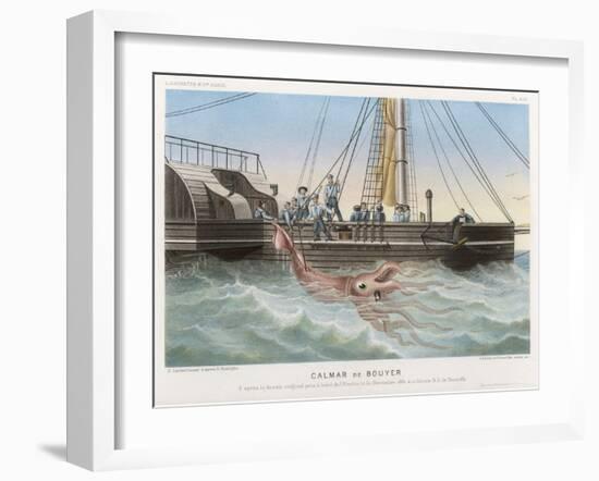 Calmar de Bouyer Giant Squid Caught by the French Vessel "Alecto" off Tenerife Canary Islands-E. Rodolphe-Framed Art Print