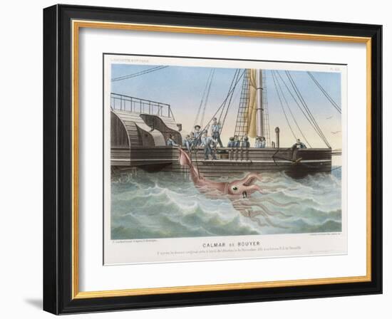 Calmar de Bouyer Giant Squid Caught by the French Vessel "Alecto" off Tenerife Canary Islands-E. Rodolphe-Framed Art Print