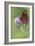 Calming Flutter-Staffan Widstrand-Framed Giclee Print