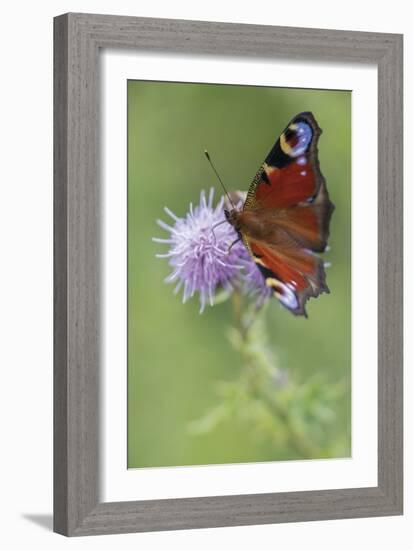 Calming Flutter-Staffan Widstrand-Framed Giclee Print