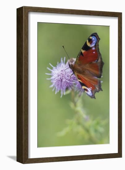 Calming Flutter-Staffan Widstrand-Framed Giclee Print