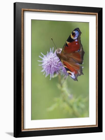 Calming Flutter-Staffan Widstrand-Framed Giclee Print