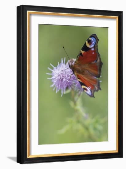 Calming Flutter-Staffan Widstrand-Framed Giclee Print