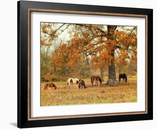 Calmly Grazing-Danny Head-Framed Art Print