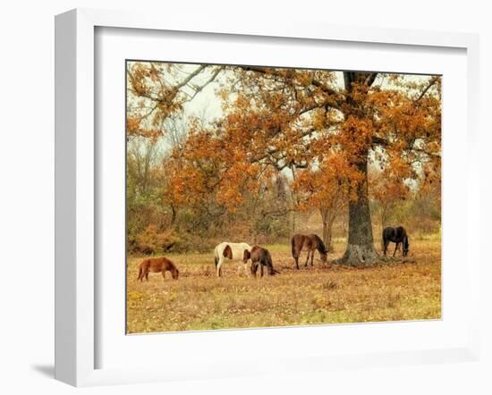 Calmly Grazing-Danny Head-Framed Art Print