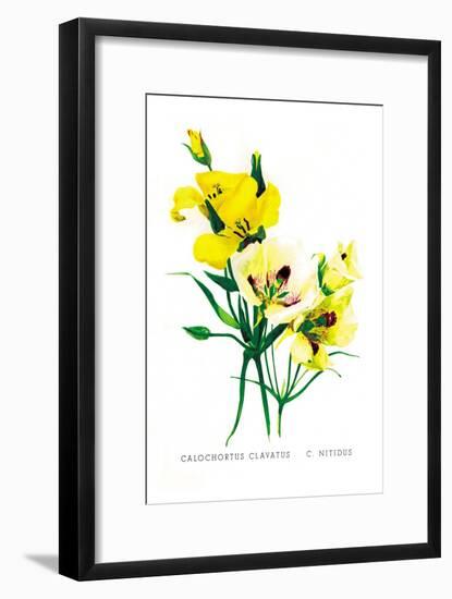 Calochortus Claratus: C. Nitidus-H.g. Moon-Framed Art Print