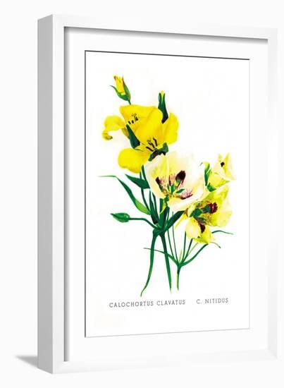 Calochortus Claratus: C. Nitidus-H.g. Moon-Framed Art Print