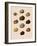 Calocochlia Shells-G.b. Sowerby-Framed Giclee Print