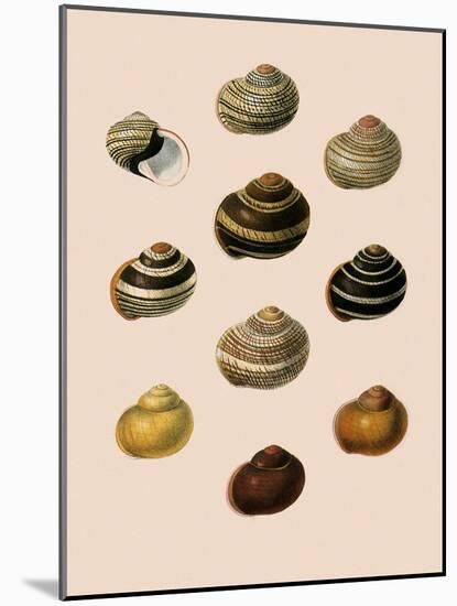 Calocochlia Shells-G.b. Sowerby-Mounted Giclee Print