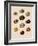 Calocochlia Shells-G.b. Sowerby-Framed Giclee Print