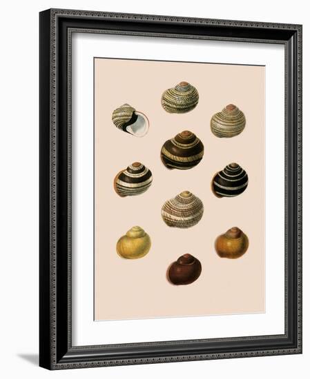 Calocochlia Shells-G.b. Sowerby-Framed Giclee Print