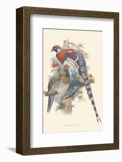 Calophasis Ellioti-null-Framed Art Print