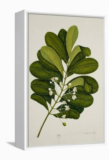 Calophyllum Inophyllum-null-Framed Premier Image Canvas