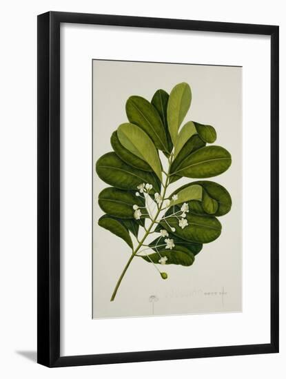 Calophyllum Inophyllum-null-Framed Giclee Print