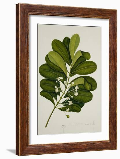 Calophyllum Inophyllum-null-Framed Giclee Print