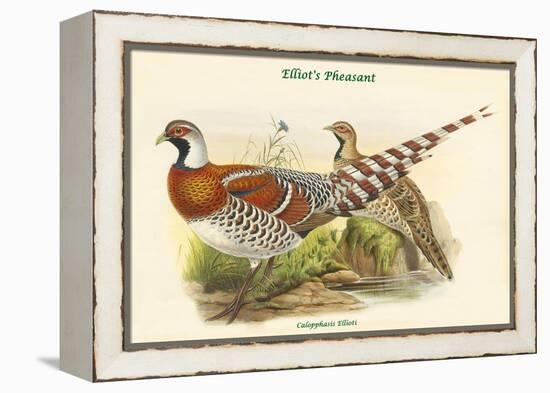 Calopphasis Ellioti - Elliot's Pheasant-John Gould-Framed Stretched Canvas