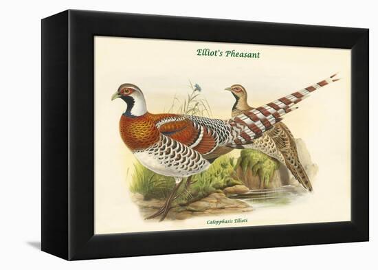 Calopphasis Ellioti - Elliot's Pheasant-John Gould-Framed Stretched Canvas