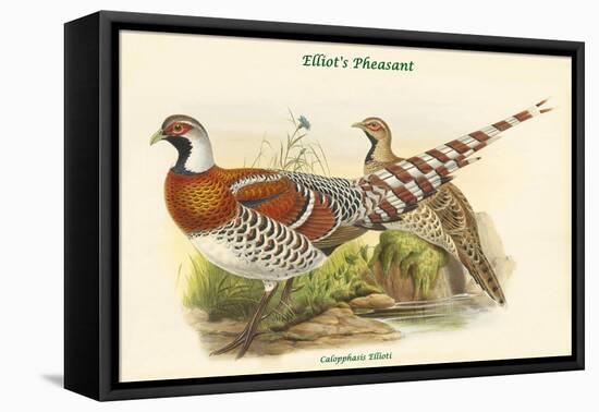 Calopphasis Ellioti - Elliot's Pheasant-John Gould-Framed Stretched Canvas