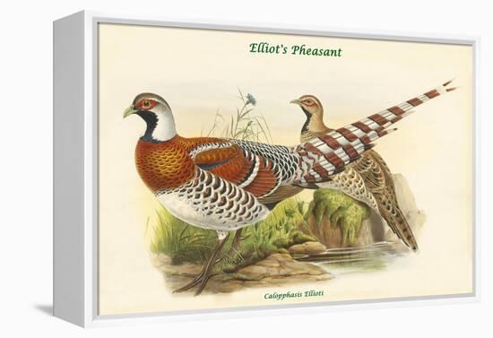 Calopphasis Ellioti - Elliot's Pheasant-John Gould-Framed Stretched Canvas