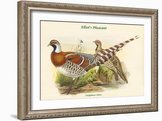 Calopphasis Ellioti - Elliot's Pheasant-John Gould-Framed Art Print