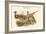 Calopphasis Ellioti - Elliot's Pheasant-John Gould-Framed Art Print