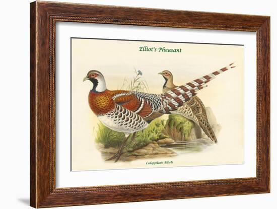 Calopphasis Ellioti - Elliot's Pheasant-John Gould-Framed Art Print