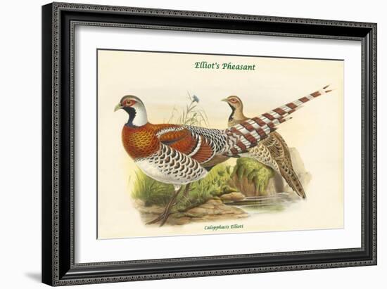 Calopphasis Ellioti - Elliot's Pheasant-John Gould-Framed Art Print