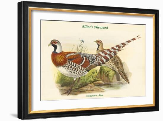 Calopphasis Ellioti - Elliot's Pheasant-John Gould-Framed Art Print