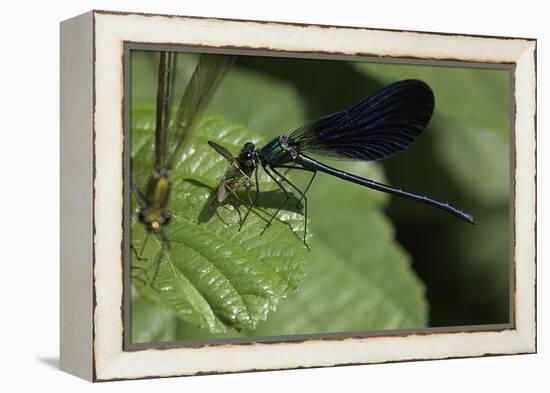 Calopteryx Virgo (Beautiful Demoiselle) - Devouring a Fly-Paul Starosta-Framed Premier Image Canvas