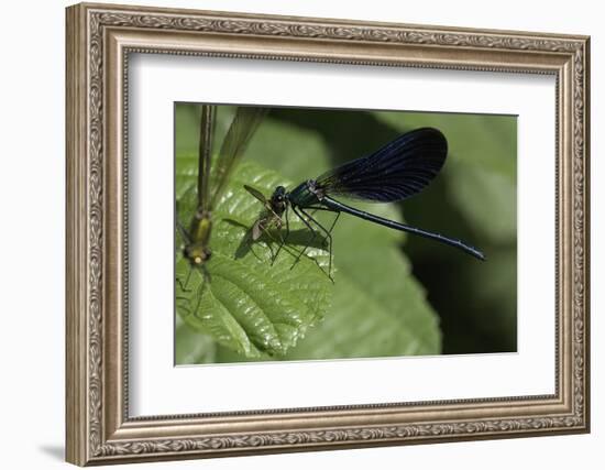 Calopteryx Virgo (Beautiful Demoiselle) - Devouring a Fly-Paul Starosta-Framed Photographic Print