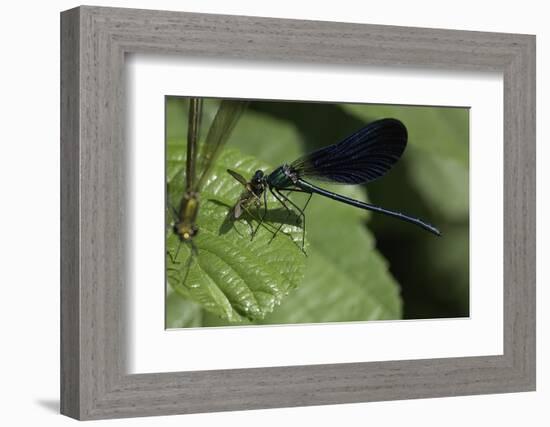 Calopteryx Virgo (Beautiful Demoiselle) - Devouring a Fly-Paul Starosta-Framed Photographic Print