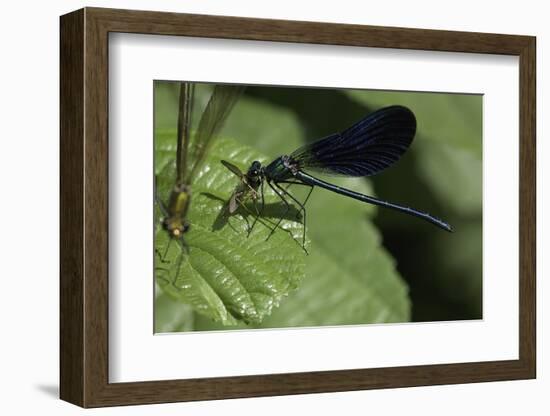 Calopteryx Virgo (Beautiful Demoiselle) - Devouring a Fly-Paul Starosta-Framed Photographic Print