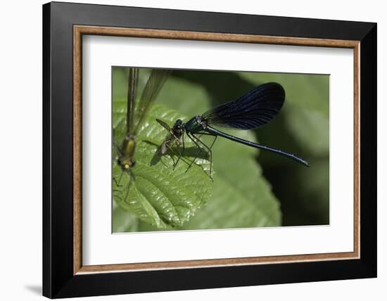 Calopteryx Virgo (Beautiful Demoiselle) - Devouring a Fly-Paul Starosta-Framed Photographic Print