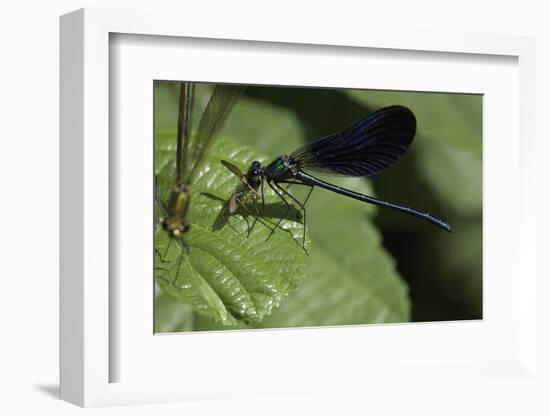 Calopteryx Virgo (Beautiful Demoiselle) - Devouring a Fly-Paul Starosta-Framed Photographic Print