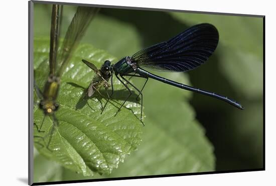 Calopteryx Virgo (Beautiful Demoiselle) - Devouring a Fly-Paul Starosta-Mounted Photographic Print