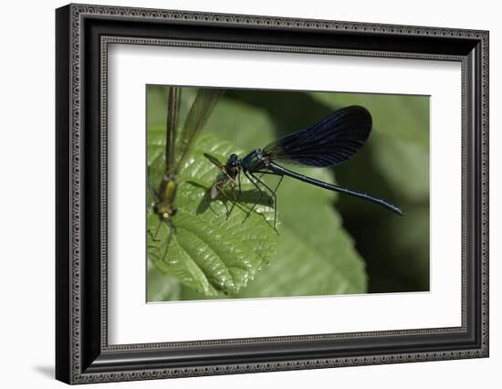 Calopteryx Virgo (Beautiful Demoiselle) - Devouring a Fly-Paul Starosta-Framed Photographic Print