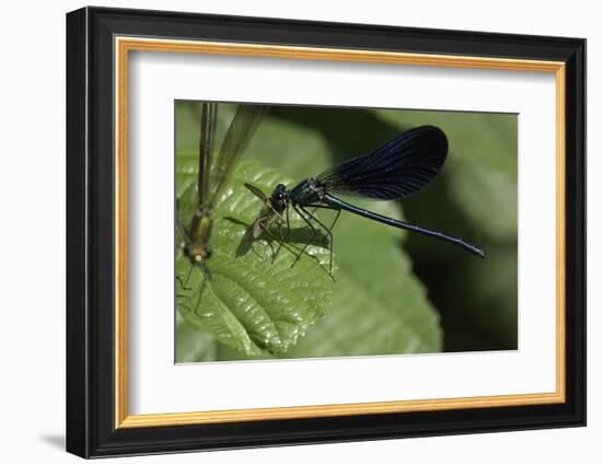 Calopteryx Virgo (Beautiful Demoiselle) - Devouring a Fly-Paul Starosta-Framed Photographic Print