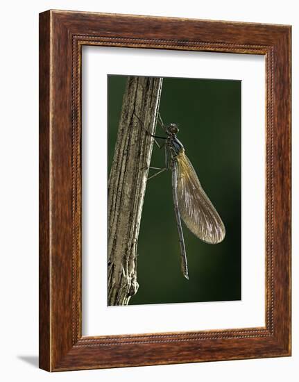 Calopteryx Virgo (Beautiful Demoiselle) - Emerging-Paul Starosta-Framed Photographic Print