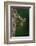 Calopteryx Virgo (Beautiful Demoiselle) - Emerging-Paul Starosta-Framed Photographic Print