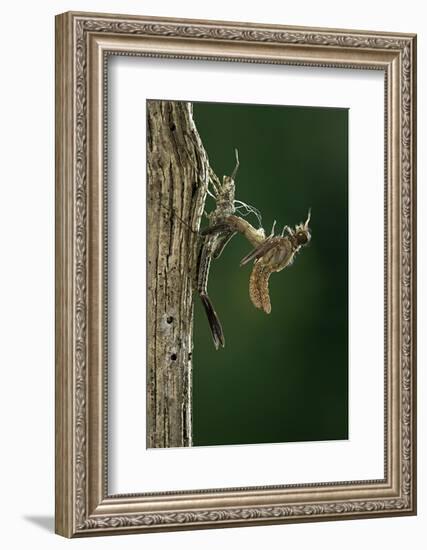 Calopteryx Virgo (Beautiful Demoiselle) - Emerging-Paul Starosta-Framed Photographic Print