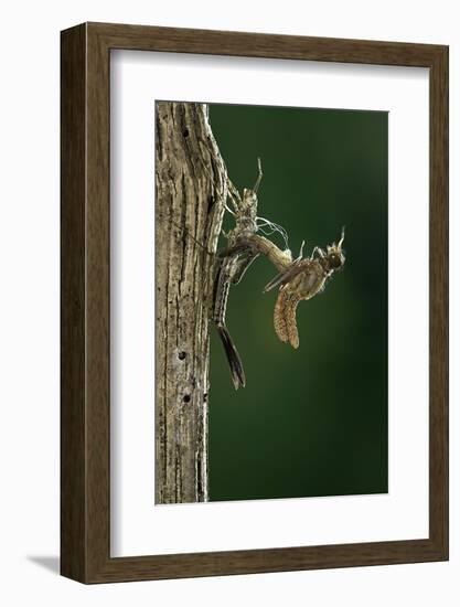 Calopteryx Virgo (Beautiful Demoiselle) - Emerging-Paul Starosta-Framed Photographic Print