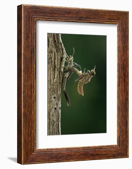 Calopteryx Virgo (Beautiful Demoiselle) - Emerging-Paul Starosta-Framed Photographic Print