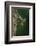 Calopteryx Virgo (Beautiful Demoiselle) - Emerging-Paul Starosta-Framed Photographic Print